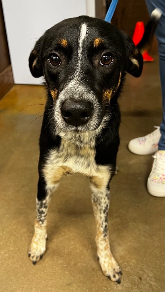 Photo of Lizzy, adoptable Mixed Breed in Douglasville, Georgia