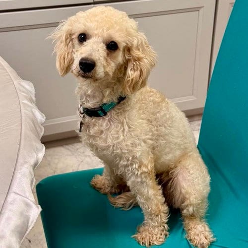 Photo of Nancy, adoptable Poodle (Miniature) in Spring Lake, North Carolina