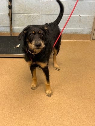 Photo of Login, adoptable dog in Chamblee, Georgia