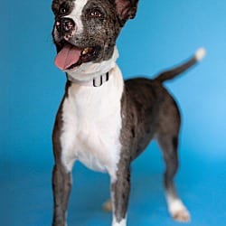 Photo of Jo Jo, adoptable Australian Cattle Dog in Pegram, Tennessee