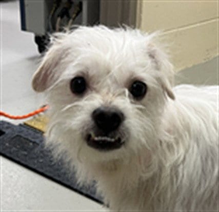 Photo of Snubble, adoptable Terrier in Sanford, Florida