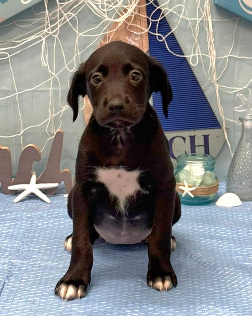 Photo of Kiwi (NY-Shari), adoptable Labrador Retriever in SHERBURNE, New York