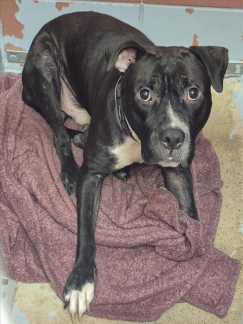 Photo of Max, adoptable Labrador Retriever in Houston, Texas