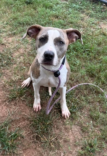 Photo of Cabbage Stew, adoptable dog in Chamblee, Georgia
