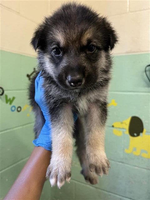Photo of Simba, adoptable German Shepherd Dog in Sacramento, California