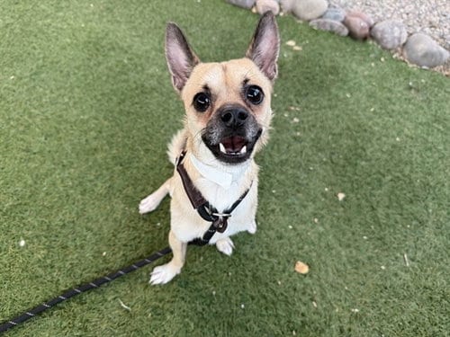 Photo of Toeby, adoptable Chihuahua in Phoenix, Arizona