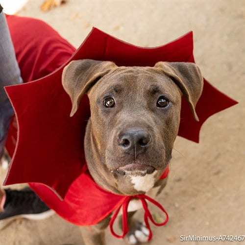 Photo of Sir Minimus, adoptable Pit Bull Terrier in Sacramento, California