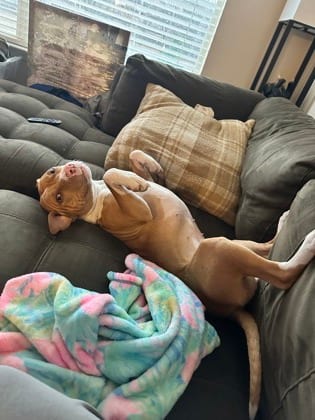 Photo of Flora - IN FOSTER, adoptable dog in Chamblee, Georgia