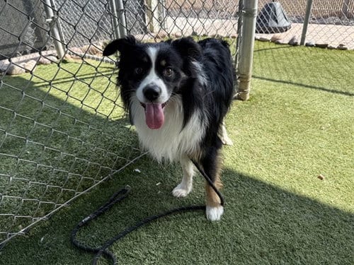 Photo of Fabio, adoptable Border Collie in Phoenix, Arizona