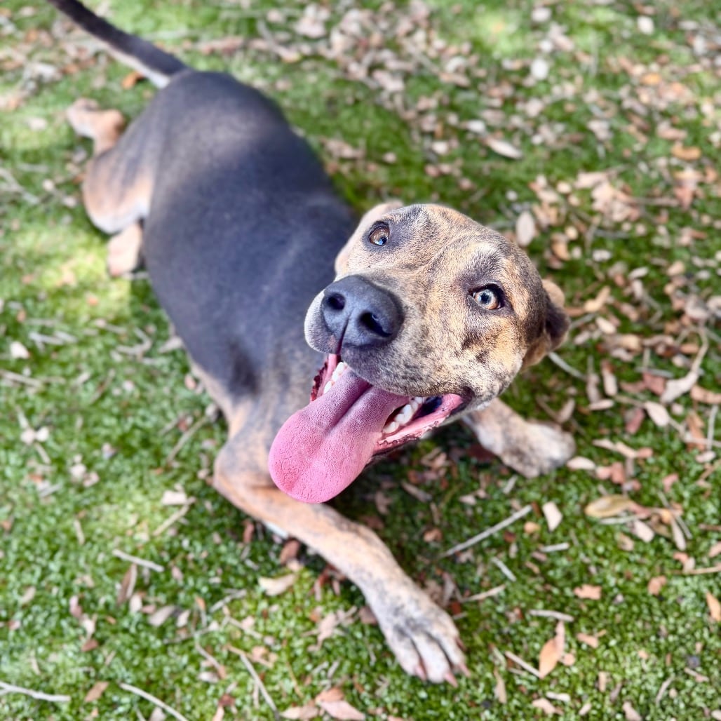 Photo of Khloe, adoptable Mixed Breed (Medium) in Milton, Florida