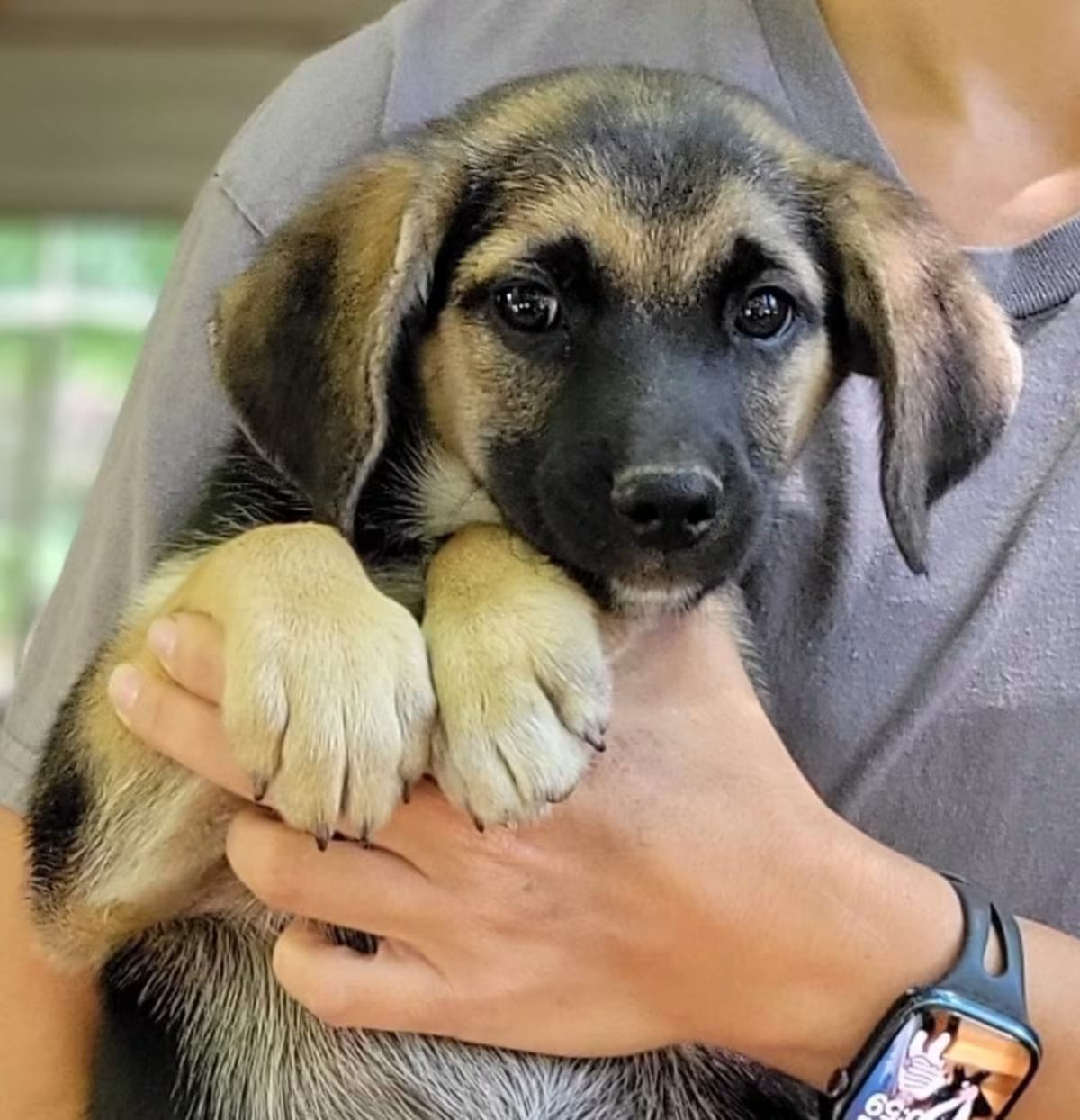 Photo of Mustang-REDUCED, adoptable Shepherd (Unknown Type) Labrador Retriever in Manchester, New Hampshire