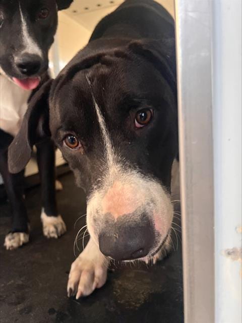 Photo of King, adoptable Pit Bull Terrier in Bakersfield, California