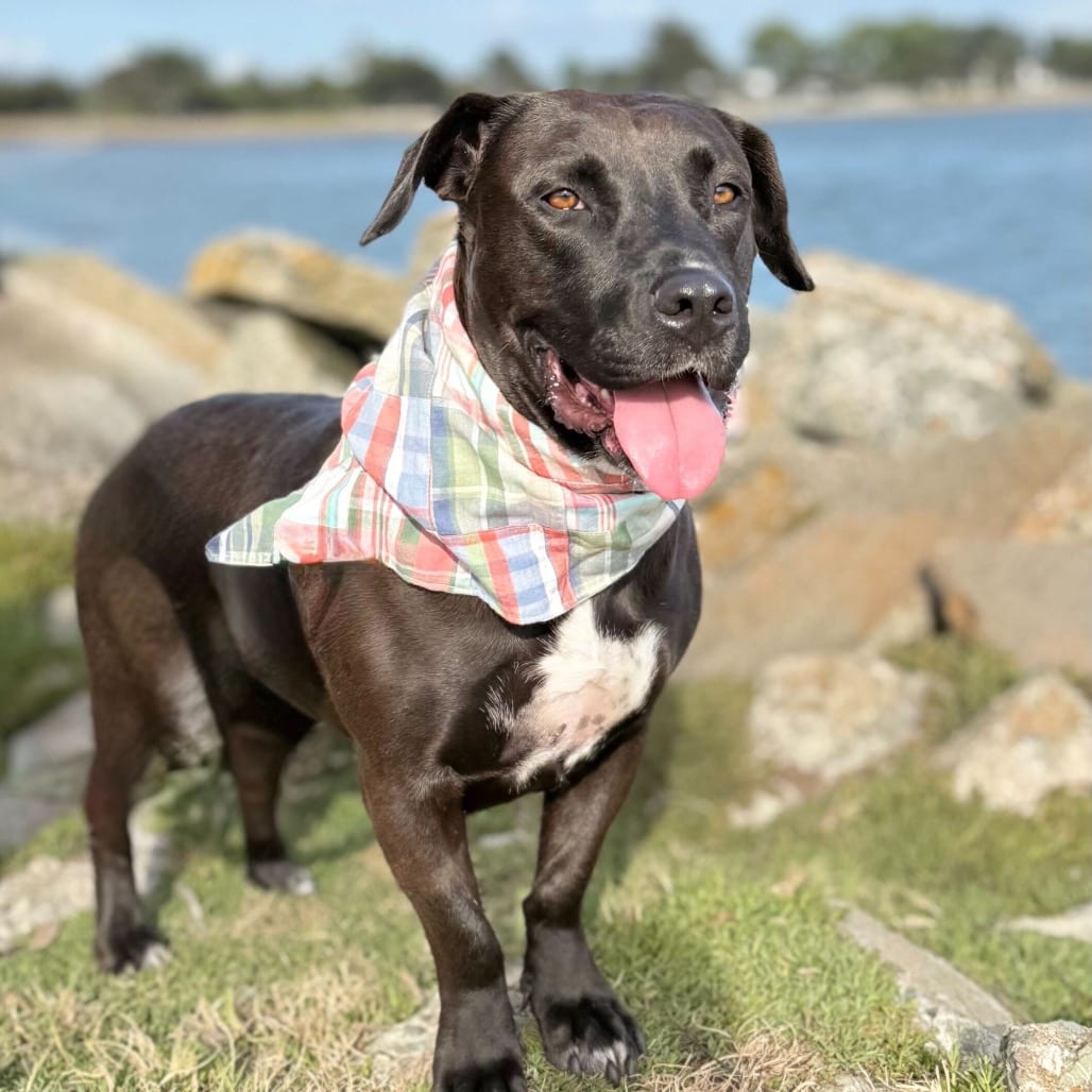 Photo of Lady, adoptable Mixed Breed (Large) in San Francisco, California