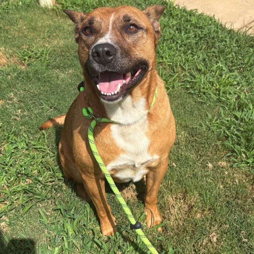 Photo of Duckie, adoptable Mixed Breed (Large) in Spartanburg, South Carolina
