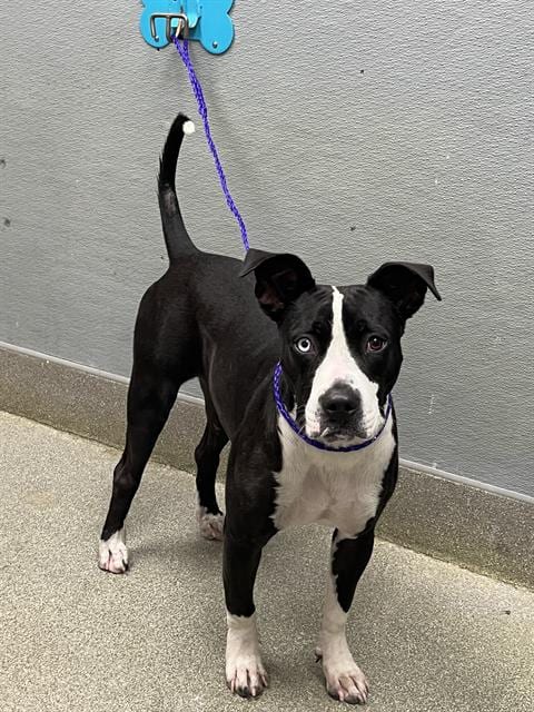 Photo of Loki, adoptable Pit Bull Terrier in Las Vegas, Nevada