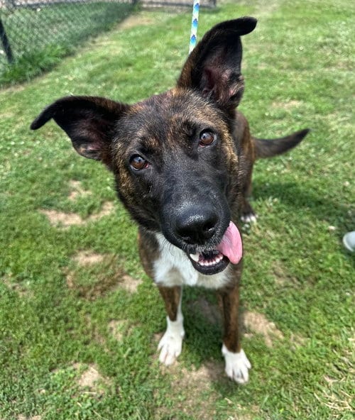 Photo of Devika, adoptable Shepherd in Evansville, Indiana