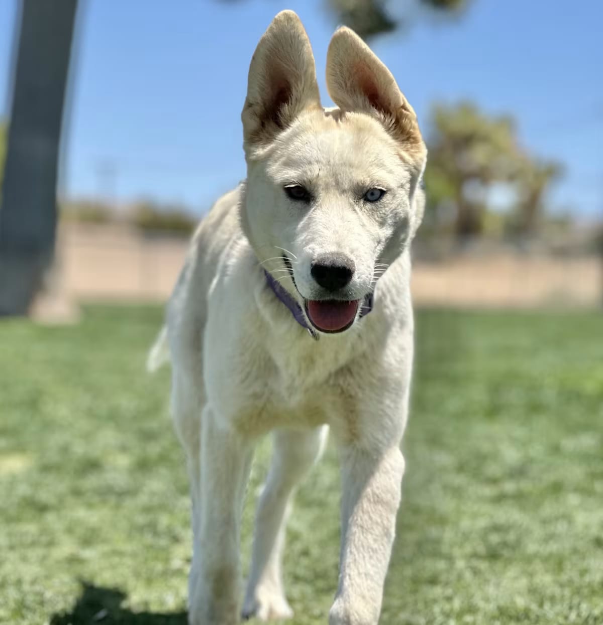Photo of Poppy, adoptable Siberian Husky/Husky in Beaverton, Oregon