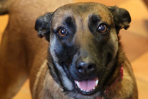 Photo of Cheyenne, adoptable Belgian Shepherd Malinois in Berkeley, California