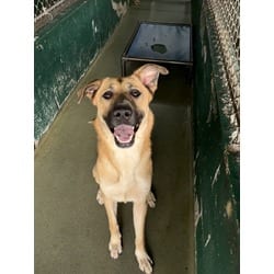 Photo of Dixie, adoptable Terrier (Unknown Type, Medium) in Doral, Florida