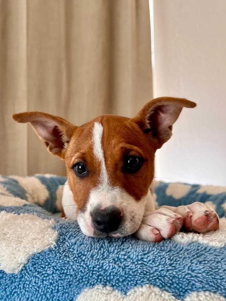 Photo of Sierra, adoptable Terriers (Medium) in Dana Point, California