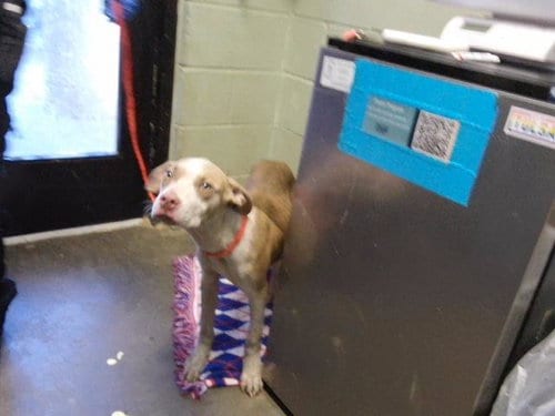 Photo of Oakley, adoptable Pit Bull Terrier in Tulsa, Oklahoma