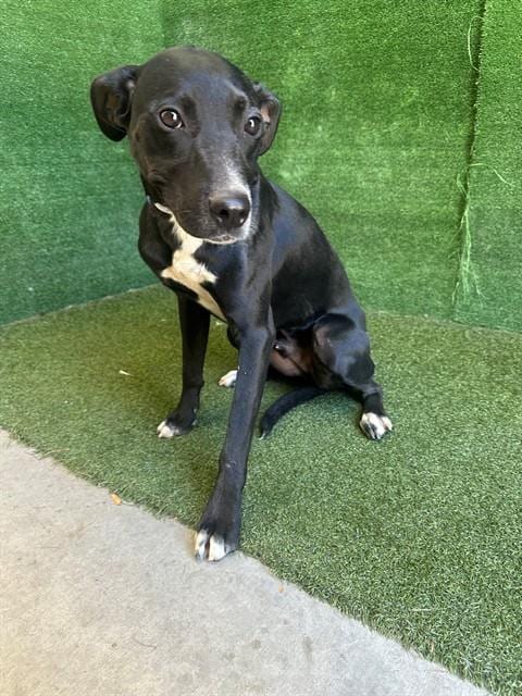 Photo of Khan, adoptable Labrador Retriever in Lancaster, California