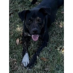 Photo of Nibblet, adoptable American Pit Bull Terrier in Texas City, Texas