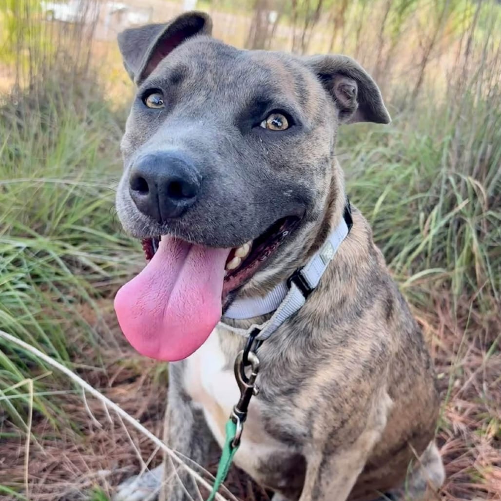 Photo of Marbles, adoptable Terrier / Mix in Marshall, Texas