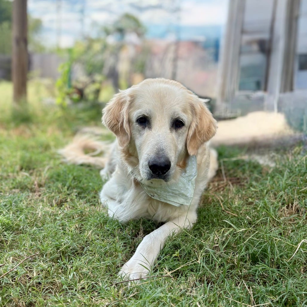 Photo of Sadie Mae, adoptable Pyrenees, Great / Mix in Oklahoma-based; Northeast placements, Oklahoma