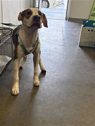 Photo of Granite, adoptable Pit Bull Terrier in Los Angeles, California