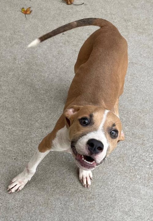 Photo of Franny, adoptable Pit Bull Terrier in Tulsa, Oklahoma
