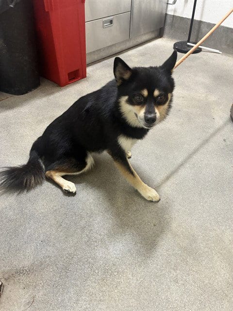 Photo of Drew, adoptable Shiba Inu in Forestville, Maryland