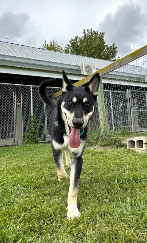 Photo of Bear, adoptable Shepherd in Hudson, New York
