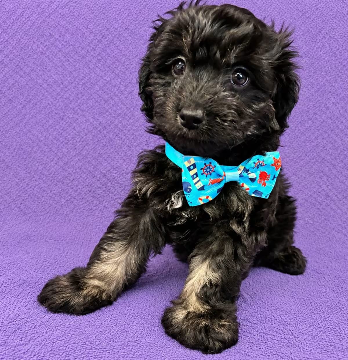 Photo of Loki, adoptable Poodle (Miniature) in Lodi, California