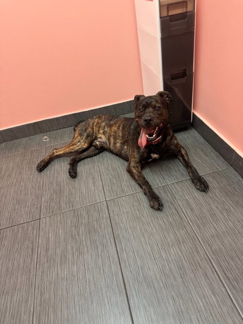Photo of Rocky, adoptable Terrier in Miami, Florida
