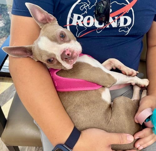 Photo of Pickles - Ready after 10/16, adoptable Boston Terrier in Plano, Texas