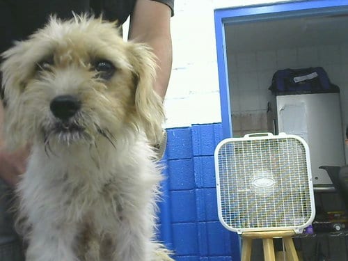 Photo of Thyme, adoptable Poodle (Miniature) in Albuquerque, New Mexico