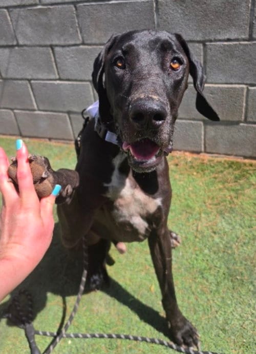 Photo of Lincoln, adoptable Great Dane in Sedalia, Colorado
