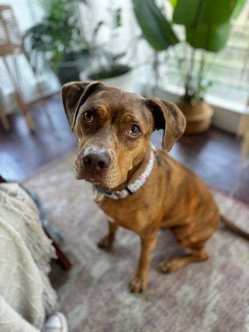 Photo of Penny, adoptable Catahoula Leopard Dog in Richmond, Virginia