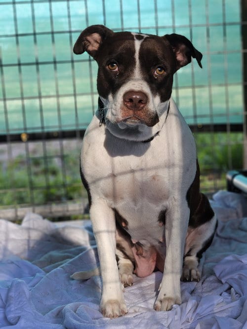 Photo of Phoebe, adoptable Pit Bull Terrier in Monte Vista, Colorado