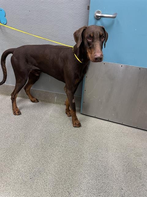 Photo of Murdox, adoptable Doberman Pinscher in Las Vegas, Nevada