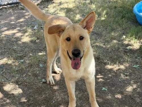 Photo of Marley, adoptable Labrador Retriever in Tulsa, Oklahoma
