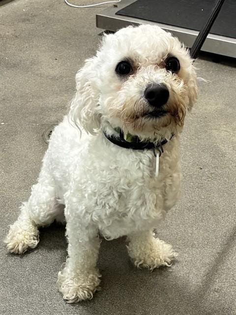 Photo of Max, adoptable Bichon Frise in Forestville, Maryland