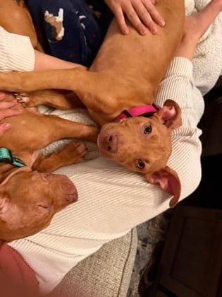 Photo of Hallie, adoptable dog in Atlanta, Georgia