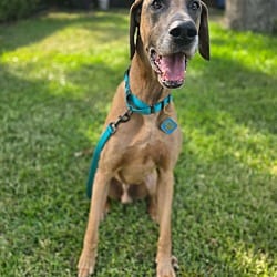 Photo of Scooby Doo, adoptable Great Dane in Bullard, Texas
