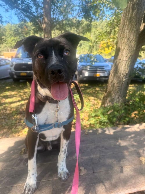 Photo of Hatha, adoptable Unknown breed / mixed in Elmsford, New York