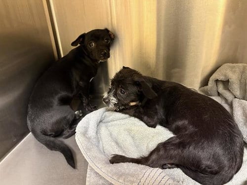 Photo of Sprite, adoptable Cairn Terrier in Orange, California