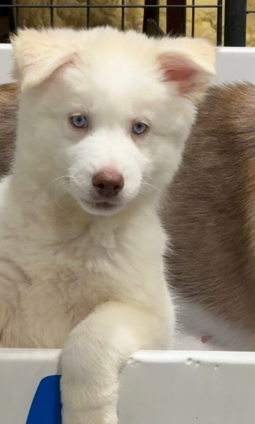Photo of Chili Pepper, adoptable Siberian Husky in Roswell, Georgia