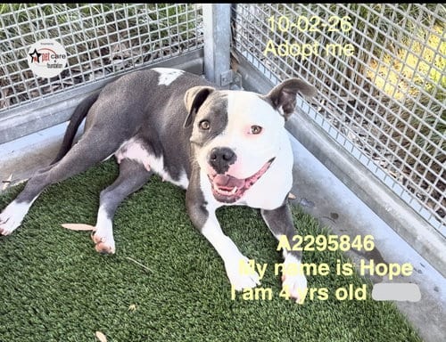 Photo of Hope, adoptable Pit Bull Terrier in Los Angeles, California