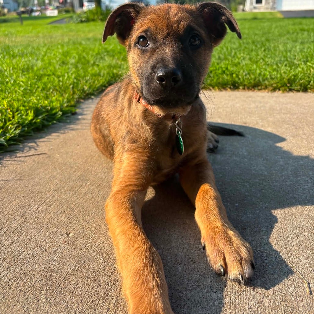 Photo of Cannoli, adoptable Mixed Breed (Medium) in Buffalo, Minnesota
